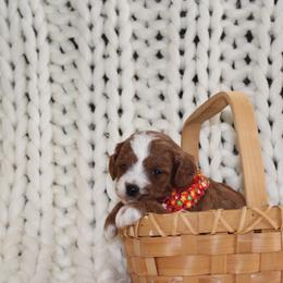 Cavapoo Puppies from Cavapoo Corner