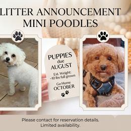 Aussiedoodles, Australian Mountain Doodles, Bernedoodles, Cavapoos, Goldendoodles, and Poodles from Scenic City Doodles