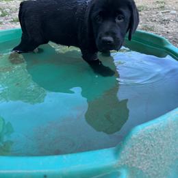 Labrador Retriever Puppies from Tag Hollow