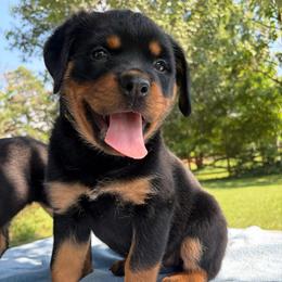 Yellow collar - Black and mahogany female Rottweiler puppy in Birmingham, Alabama from K&B Rotts