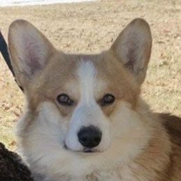 Uriy - Pembroke Welsh Corgi