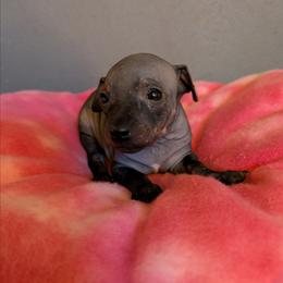 Vortex - Black female American Hairless Terrier puppy in Phoenix, Arizona from Bare Valley