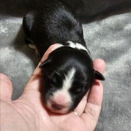 Black - Black and white female Border Collie puppy in Springtown, Texas from CRL Farms