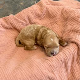 Brandy - Red and white female Cockapoo puppy in Mesa, Arizona from Goldenpaw Cockapoos