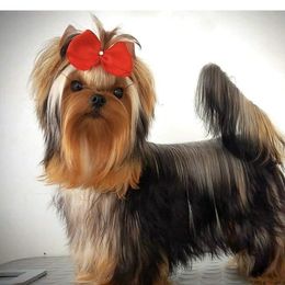 Rio - Yorkshire Terrier