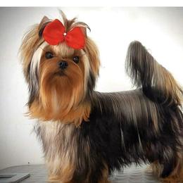 Rio - Yorkshire Terrier
