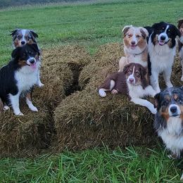 Australian Shepherds from M Squared Kennels