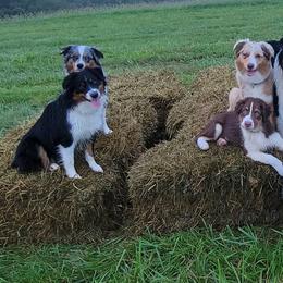 Australian Shepherds from M Squared Kennels