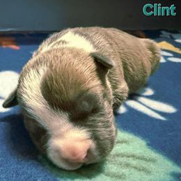 Clint - Blue brindle male American Staffordshire Terrier puppy in Clintwood, Virginia from SkyBlue Kennel