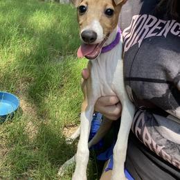 Italian Greyhound Puppies from Iggies of Azalea