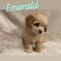 Cockapoo and Poodle Puppies from Nikol Nik