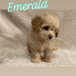 Cockapoo and Poodle Puppies from Nikol Nik
