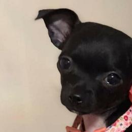 Chihuahuas from Chloe & Friends
