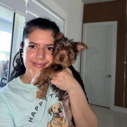 Wiskey To - Chocolate and tan male Yorkshire Terrier puppy in Fort Myers, Florida from Katherine’s Yorkies and Poodles