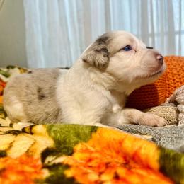 Madison - Blue merle female Miniature Australian Shepherd puppy in Wauchula, Florida from Sun & Moon Aussies