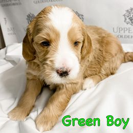 Goldendoodle Puppies from Upper Bay Goldendoodles
