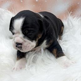 Yolanda - Black and white female Olde English Bulldogge puppy in Camdenton, Missouri from Mule Pool Olde English Bulldogges