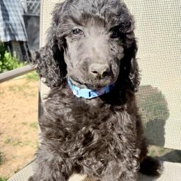 Winston (Tarea's) - Silver male Poodle puppy in Meadowbrook, California from Standard Poodle Pups