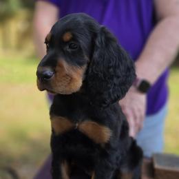 Boy 4 - Black and tan male Gordon Setter puppy in Milton, Florida from Katherine's Golden Retrievers, Gordon Setters, and English Setters