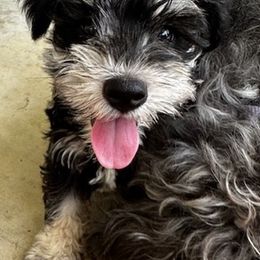 Miniature Schnauzers from Daley Homestead