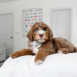 Harry Potter - male Golden Mountain Doodle puppy in Murray, Utah from Good Looking Dogs