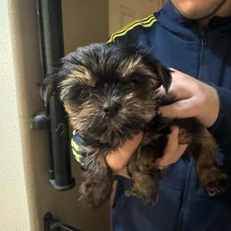Boy 1 - Black and gold male Yorkshire Terrier puppy in Riverside, California from Playful Puppies