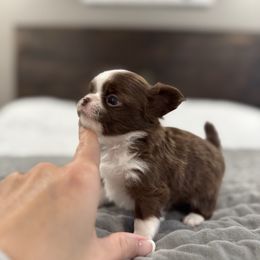 Jack - Chocolate and white male Chihuahua puppy in Dayton, Ohio from Petite Pups