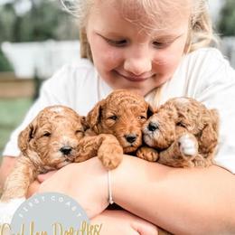 Goldendoodle Puppies from First Coast Goldendoodles