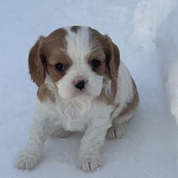 Cavalier King Charles Spaniel and Cavapoo Puppies from Sunny Hill Puppies