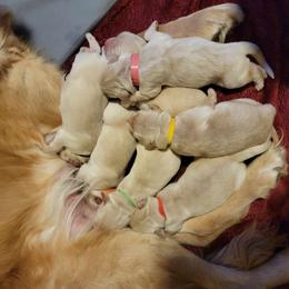 Golden Retriever Puppies from Wild Roost Goldens