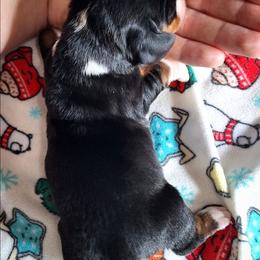 Hero - Black brown and white male Basset Hound puppy in Mack's Creek, Missouri from Mack's Creek Basset Hounds