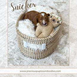 Snicker - Red  male Goldendoodle puppy in Bell Buckle, Tennessee from Precious Puptown Doodles