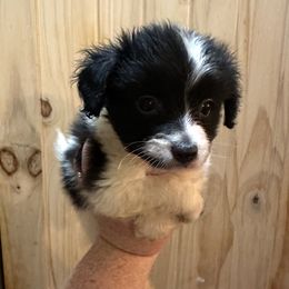 Papillon Puppies from Butterfly Ridge