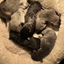 Great Dane Puppies from East Coast Great Danes