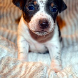 Rat Terrier Puppies from RaganRat Terriers