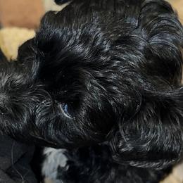 Stella (pink) - Black female Miniature Schnauzer puppy in Port Orchard, Washington from Silver Bells Miniature Schnauzers