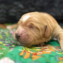 Assorted Doodle Crosses and Goldendoodle Puppies from Meekie Doodle Farm