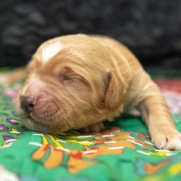 Assorted Doodle Crosses and Goldendoodle Puppies from Meekie Doodle Farm