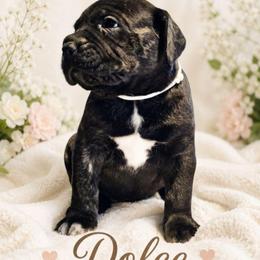 Dolce - Black brindle female Cane Corso puppy in El Paso, Texas from PaPaws Gotta Love It Kennels