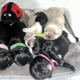 Shihpoo and Shih Tzu Puppies from STORM'S CAPONE  & DAKOTAKIA AKC QUALITY SHIH TZU'S