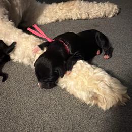 Sybil (Ludington) - Black female Goldendoodle puppy in Newark, Ohio from Valleydayle Doodles and Wheatens