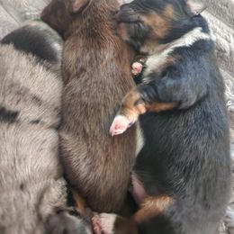 Miniature Australian Shepherd and Toy Australian Shepherd Puppies from Kinsley's Cuties & SouthPaw Creations