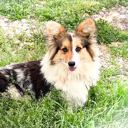 Rose  - American Corgi