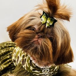 Darlin - Shih Tzu