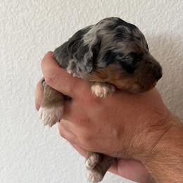 Luna - Merle female Bernedoodle puppy in Gilbert, Arizona from LittleLegacyDoodles