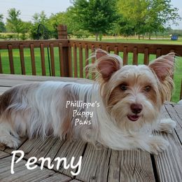 Penny - Yorkshire Terrier