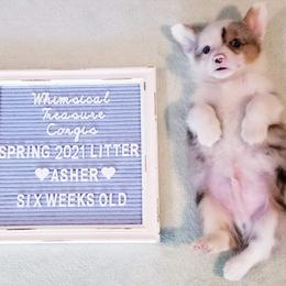 American Corgi and Pembroke Welsh Corgi Puppies from Whimsical Treasure Corgis