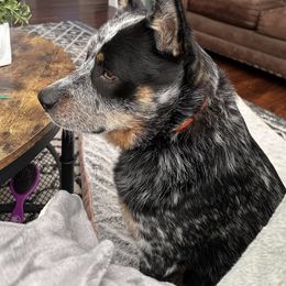 Australian Cattle Dog All Grown Up from McCalls Cattle Dogs