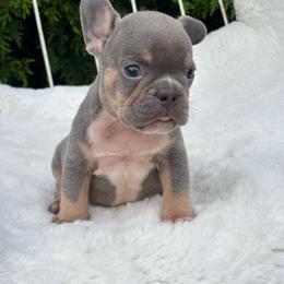 Garth - Tricolors male French Bulldog puppy in Ronks, Pennsylvania from Bleu Rock French Bulldogs