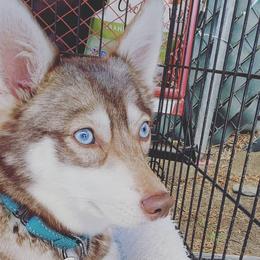 Alaskan Klee Kai from Ikigai Kennel